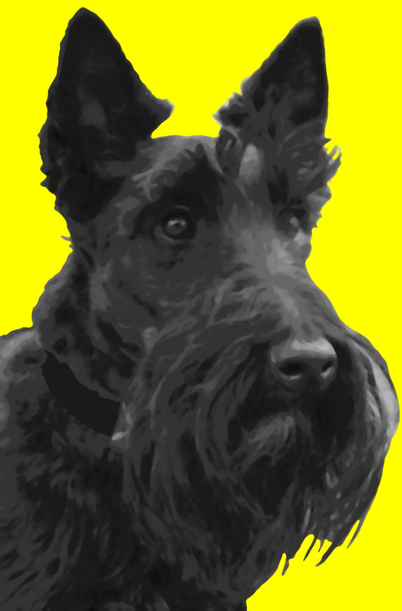570x866 Wonderful Scottish Terrier Dog Pop Art Painting Paint By Number Kit - Scottish Terrier Painting