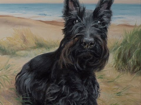 480x360 Dog Portrait, Oil Painting Of Scottish Terrier Alfietime Lapse - Scottish Terrier Painting