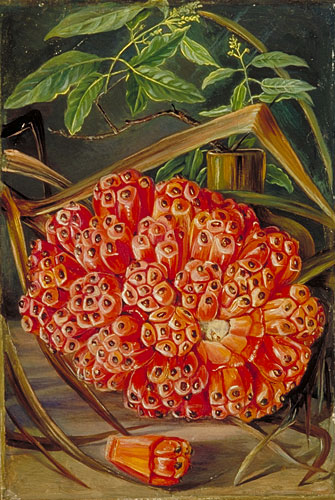 335x500 Kew Marianne North Gallery Painting 692 Ripe Fruit Of Screw - Screw Painting