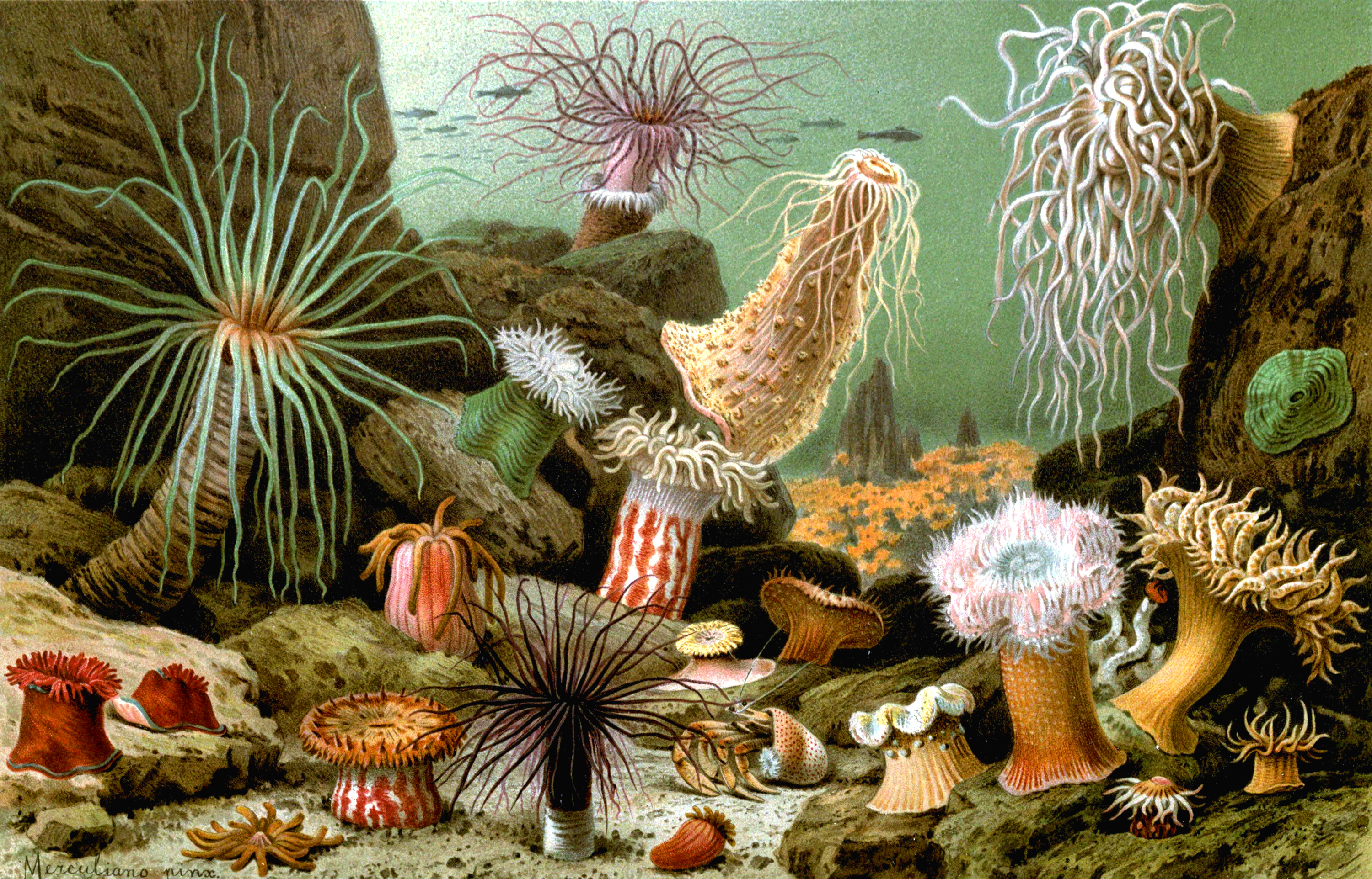 3000x1924 Fileactiniaria.jpg - Sea Anemone Painting