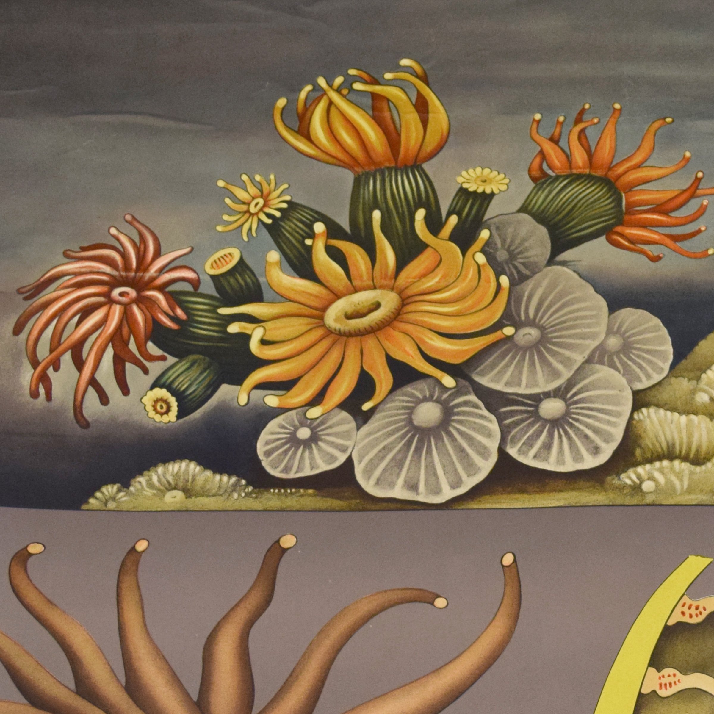 2400x2400 German Educational Poster Of Sea Anemone - Sea Anemone Painting