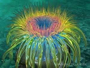 300x225 Sea Anemone - Sea Anemone Painting