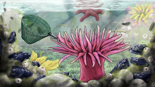 544x306 Bbc Radio 4 - Sea Anemone Painting
