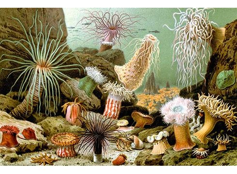 490x360 Buyenlarge - Sea Anemone Painting