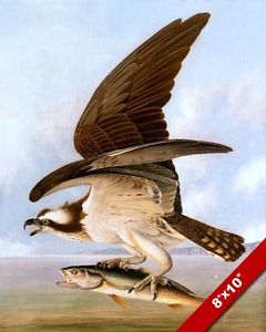 240x300 Osprey Eagle Sea Hawk W Fish Audubon Oil Painting Art Real Canvas - Sea Hawk Painting