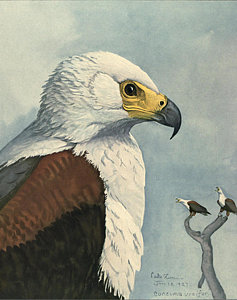 237x300 Sea Hawk Art Fine Art America - Sea Hawk Painting