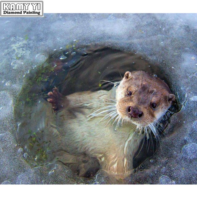 640x640 Diy 5d Full Round Diamond Embroidery Lovely Sea Lion Diamond - Sea Lion Painting