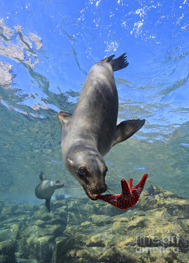 649x900 One California Sea Lion Plays With Colorful Sea Star Underwater - Sea Lion Painting