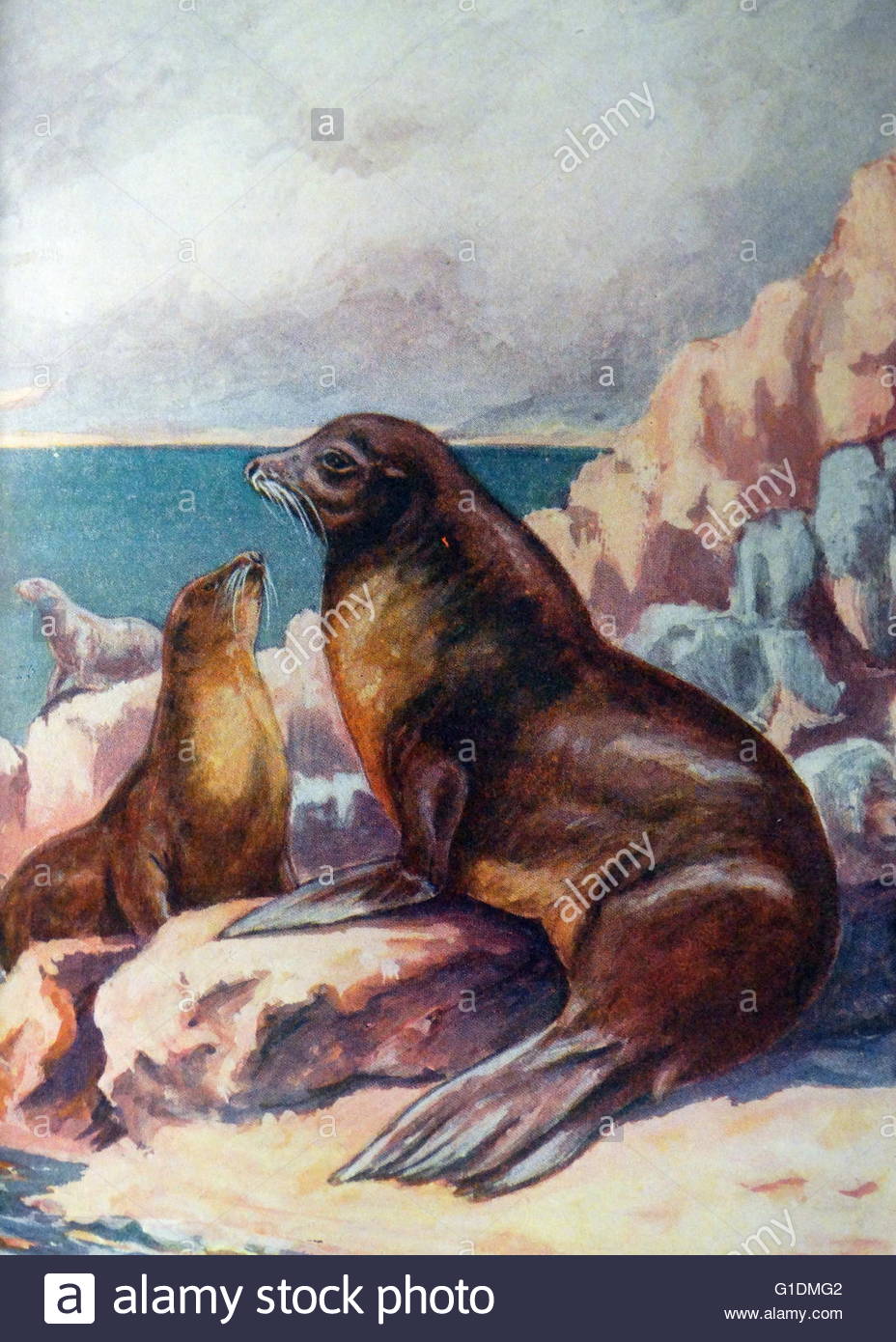 928x1390 Painting Of A Sea Lion By Poul Dated 20th Century Stock - Sea Lion Painting