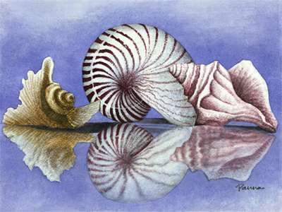 400x300 Shell Paintings On Canvas - Sea Shell Painting