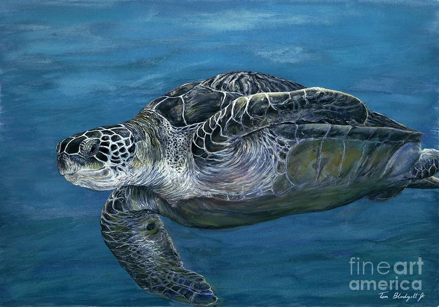 900x630 Green Sea Turtle Painting By Tom Blodgett Jr - Sea Turtle Oil Painting