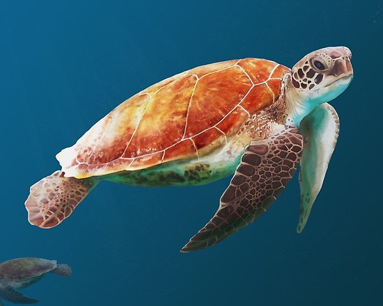550x440 Sea Turtle Painting Posters By Sion Walker Redbubble - Sea Turtle Painting