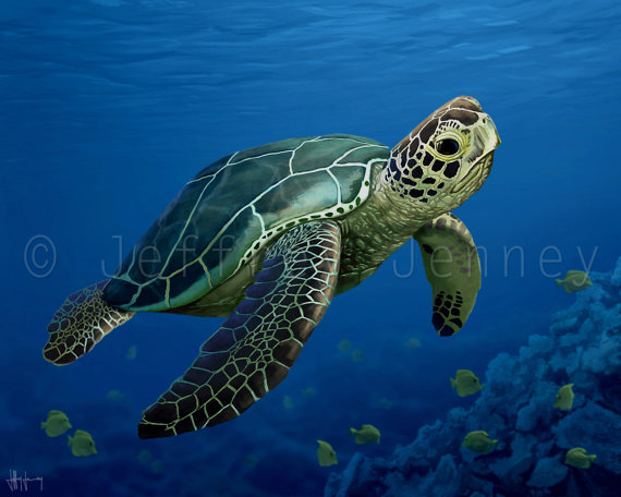 570x456 Sea Turtle Print - Sea Turtle Painting