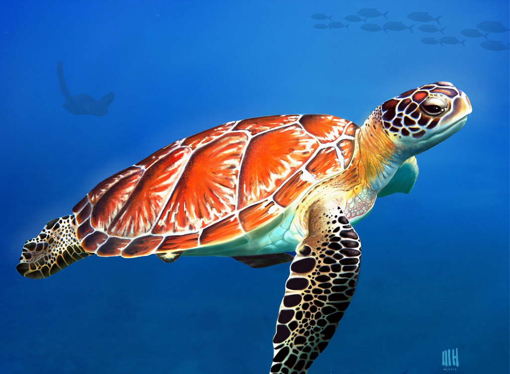1024x751 Sea Turtle Digital Painting For Manon Views) - Sea Turtle Painting