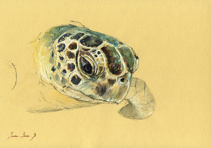 900x631 Sea Turtle Watercolor Painting By Juan Bosco - Sea Turtle Watercolor Painting