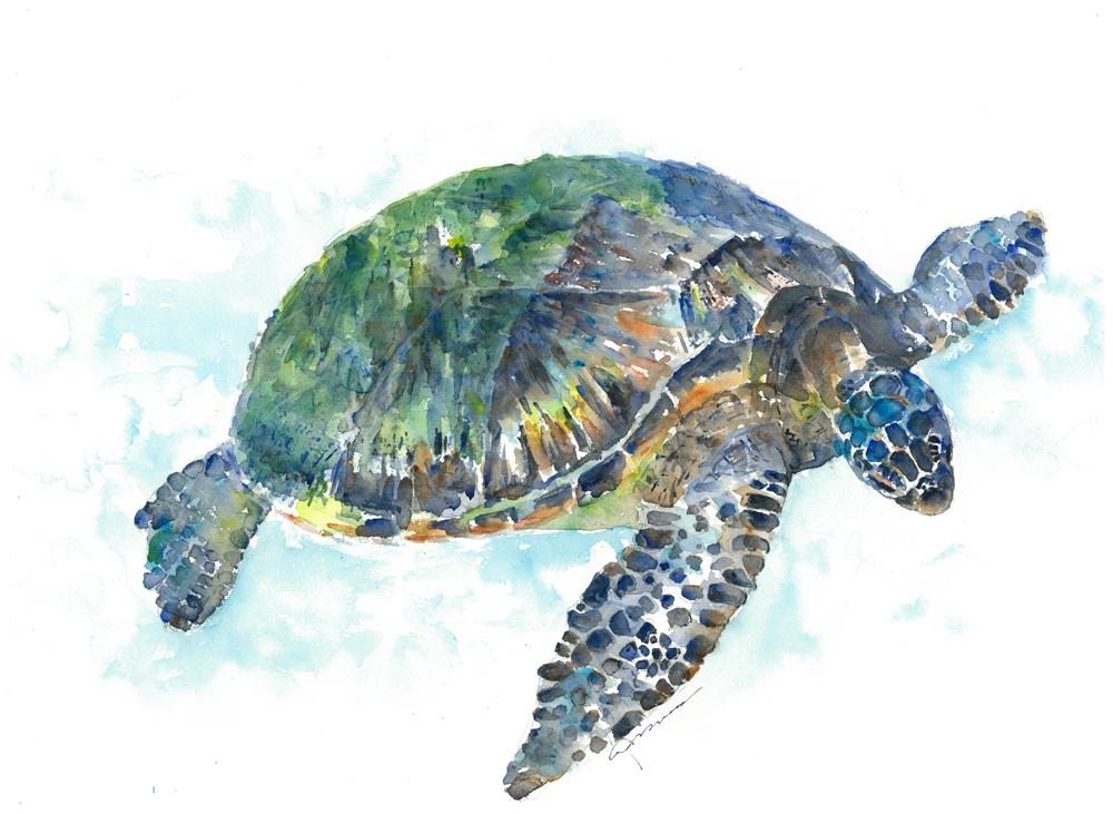 1000x731 Sea Turtle Watercolor Painting - Sea Turtle Watercolor Painting