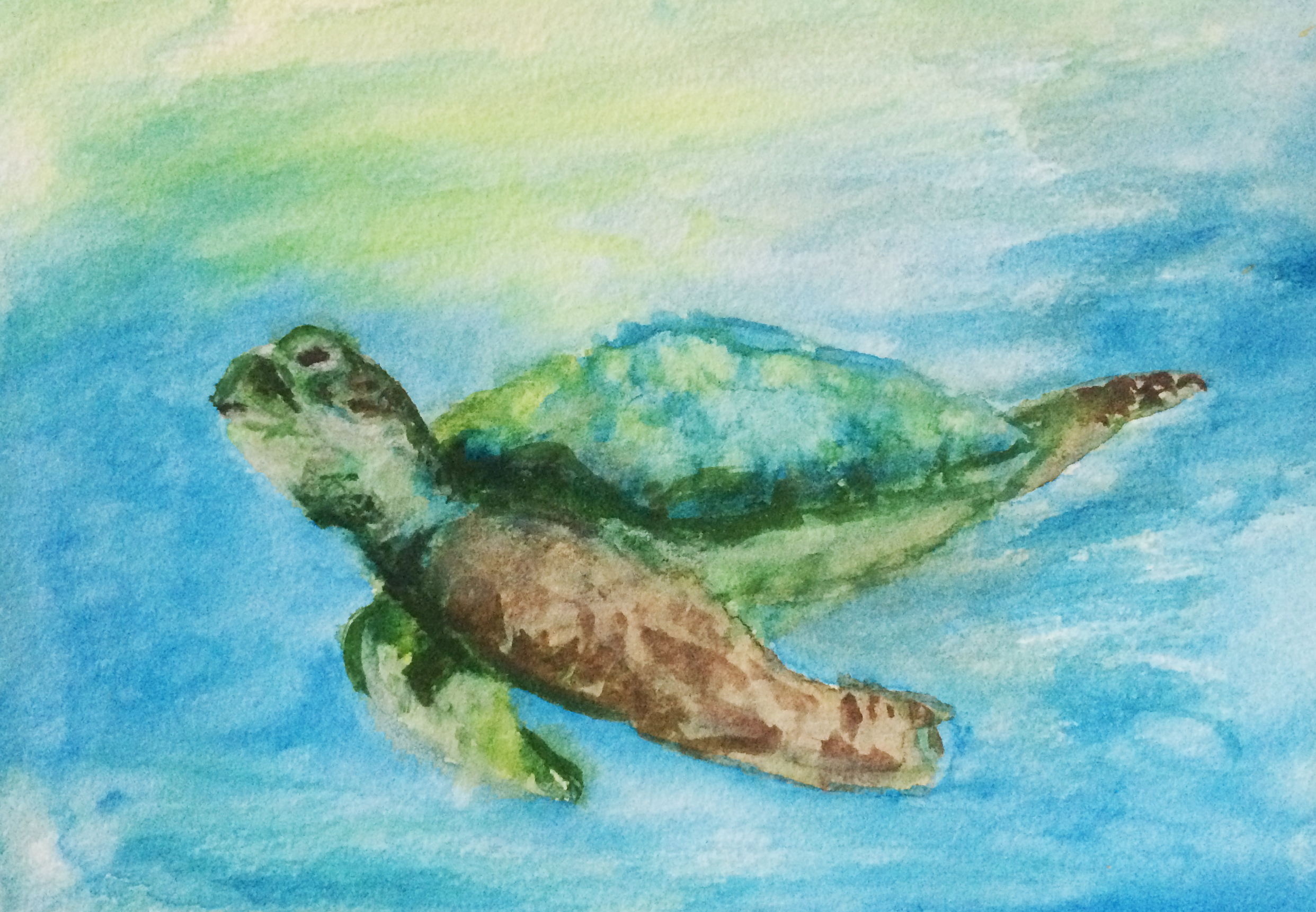 2484x1722 Solo Sea Turtle - Sea Turtle Watercolor Painting