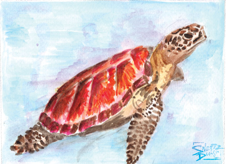 750x543 Watercolor Painting Portfolio Sheetz Design - Sea Turtle Watercolor Painting