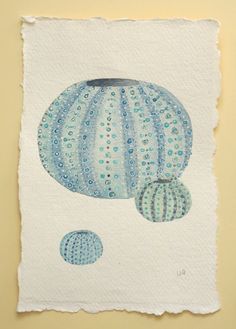 236x329 Sea Urchin Shell Original Watercolour Study Illustration Painting - Sea Urchin Painting