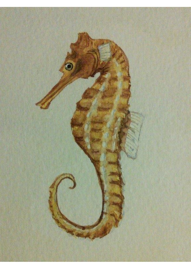 800x1125 Seahorse Painting - Seahorse Painting