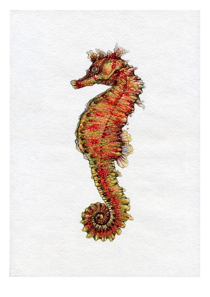 707x1000 New Print, Seahorse, Print Of Original Watercolour Painting - Seahorse Watercolor Painting