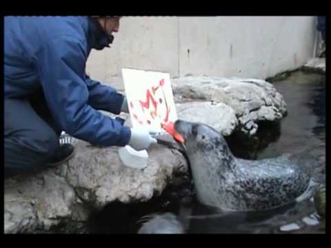 480x360 Harbor Seal Painting - Seals Painting