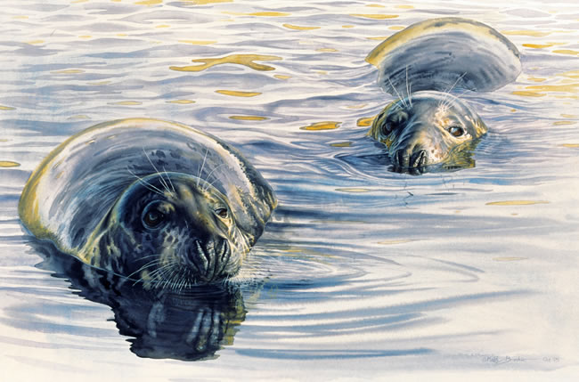 650x429 Keith Brockie - Seals Painting