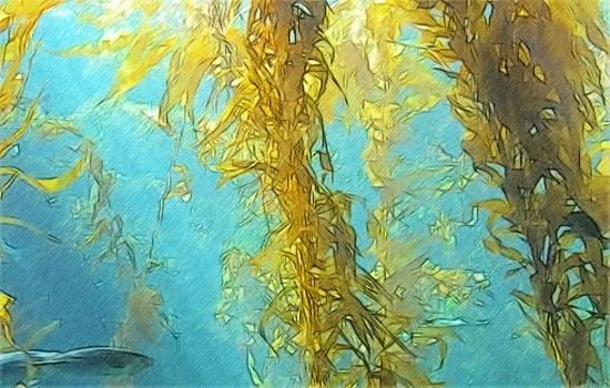 550x350 Seaweed(Sketch) By T Douglas Painting - Seaweed Painting