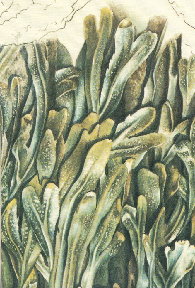 666x981 Adrian Lascom Seaweed Amp Starfish Painting Postcard - Seaweed Painting