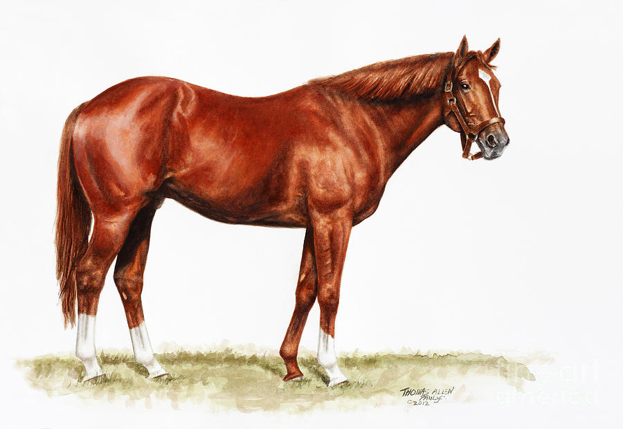 900x620 Secretariat Study Painting By Thomas Allen Pauly - Secretariat Painting