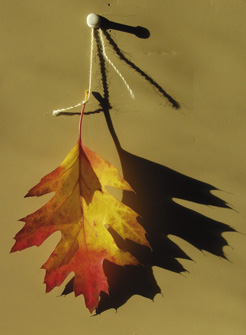 246x335 Step By Step Demo Painting Cast Shadows - Shadow Painting