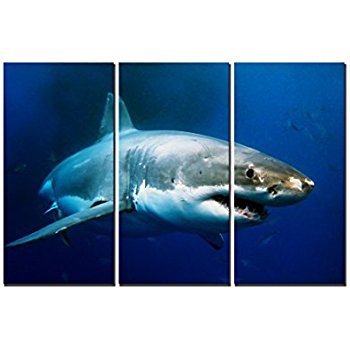350x350 Amazon Com 3 Piece Blue Wall Art Painting Great White Shark - Shark Canvas Painting