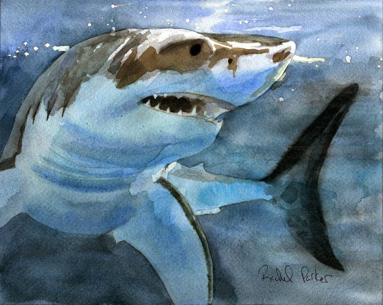 754x600 Rachel's Studio Blog New Original Watercolor Painting - Shark Painting