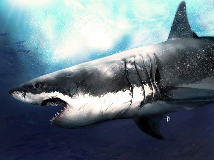 720x540 Shark Digital Painting - Shark Painting