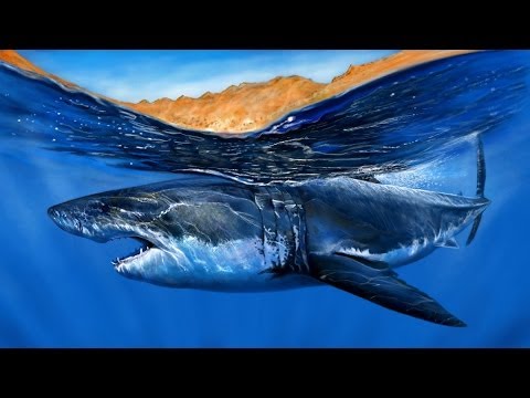 480x360 Speed Painting A Great White Shark - Shark Painting