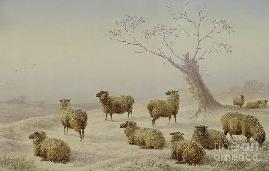 900x572 Sheep In Snow Painting By Charles Jones - Sheep In Snow Painting