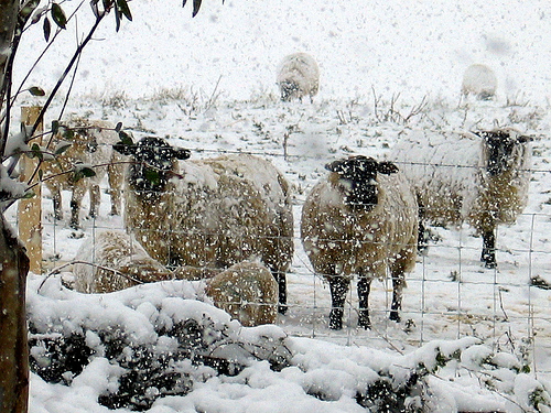 500x375 Watercolour Challenge, Sheep And Snow The Masters Of Watercolour - Sheep In Snow Painting