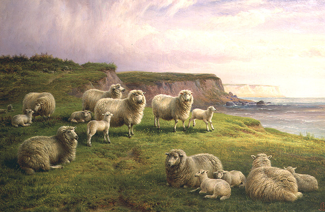 665x434 Sheep On A Dorset Coast Painting Charles Jones Oil Paintings - Sheep Oil Painting