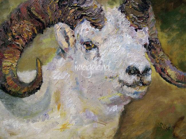 650x488 Dall Sheep Ram Oil Painting By Ginette By Ginette Callaway - Sheep Oil Painting