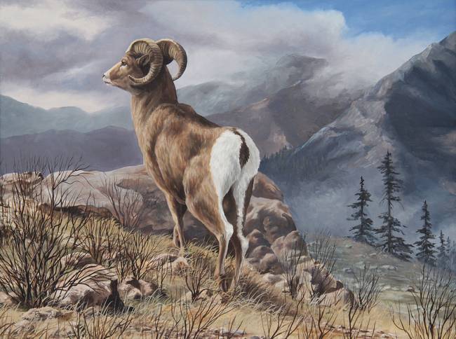 650x484 Rocky Mountain Bighorn Sheep By Roger Dullinger - Sheep Painting