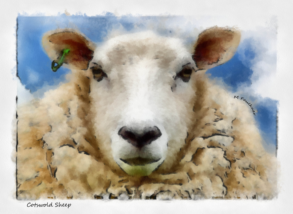 1024x749 Cotswold Sheep Painting I Took This Picture Back - Sheep Painting Images