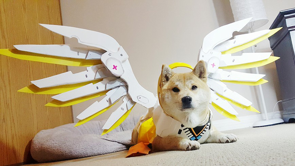 970x545 This Cosplaying Shiba Inu Paints With A Purpose Geek And Sundry - Shiba Inu Painting