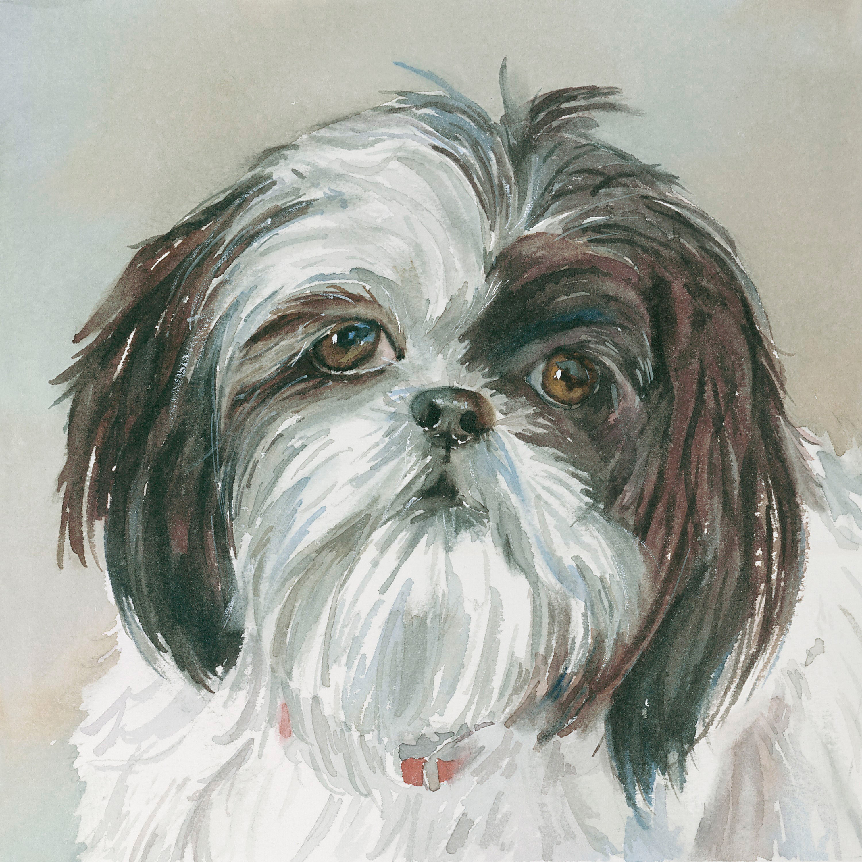 3000x3000 Marmont Hill Payton Shih Tzu Painting Print On Wrapped Canvas - Shih Tzu Painting