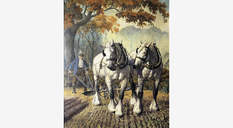 800x442 Shire Horses By Charles Frederick Tunnicliffe - Shire Horse Painting