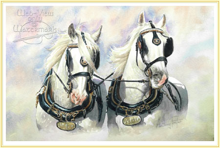 450x302 Team Work - Shire Horse Painting