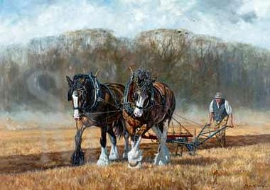 380x268 Heavy Horse Prints In Equestrian, Horse Prints - Shire Horse Painting