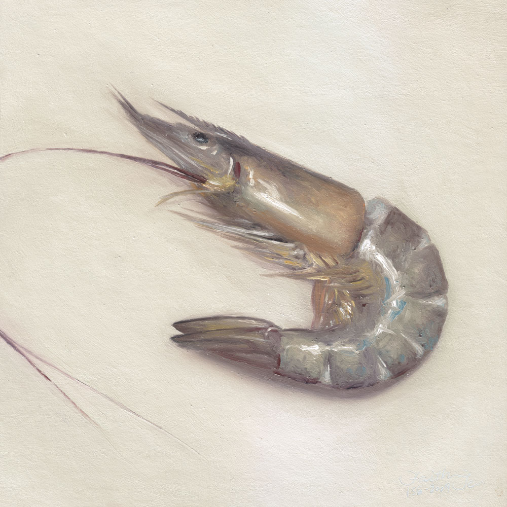 1000x1000 Shrimp - Shrimp Painting