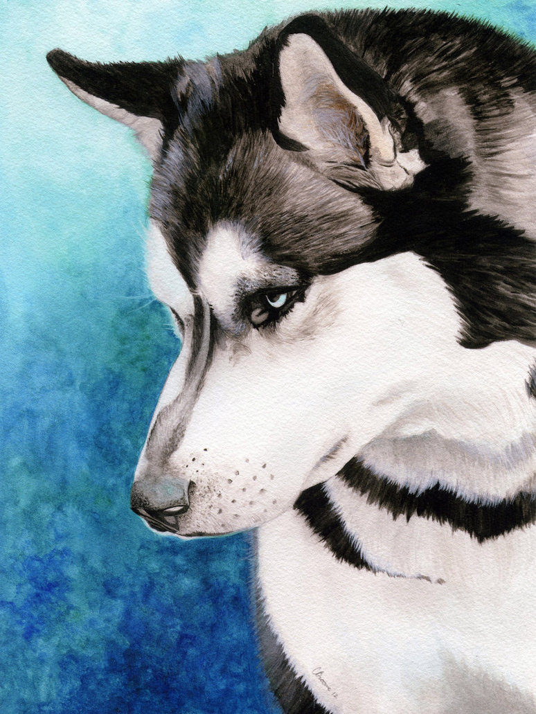 774x1031 Siberian Husky In Watercolor By Cdabroom - Siberian Husky Painting