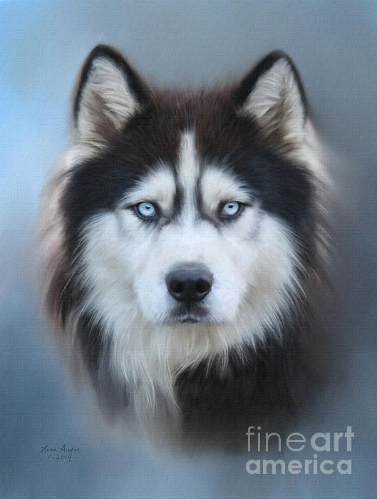529x700 Title Siberian Husky Artist Lena Auxier Medium Digital Art - Siberian Husky Painting