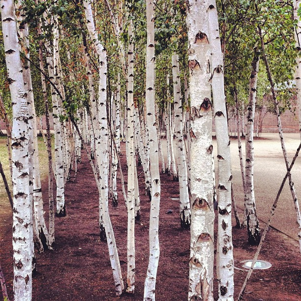 612x612 Silver Birch - Silver Birch Painting